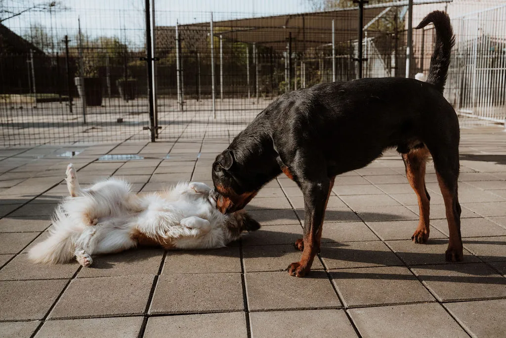 Het team van Alert Dierenhotel met de dieren