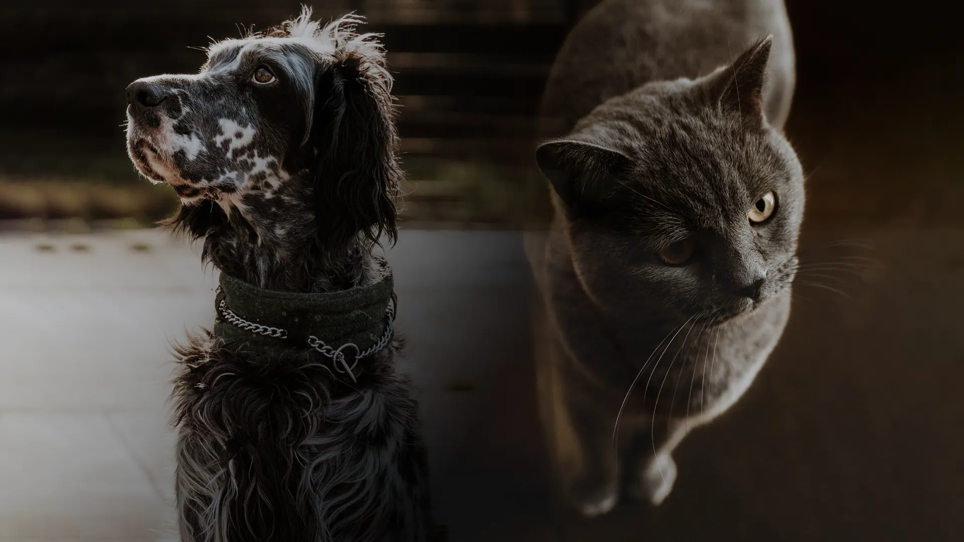 Een hond en een kat bij Alert Dierenhotel